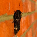 Dead head. The large butterfly belonging to family of brazhnik Royalty Free Stock Photo