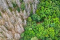 Dead and a healthy forest from above