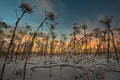 Dead heracleum on snowy field Royalty Free Stock Photo