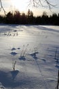 Winter in Finland: Dead Herbaceous Plants Coming Through Snow