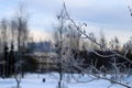 Winter in Finland: Branch with some Hoarfrost on It