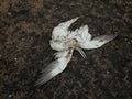 Dead Heron on Black Beach