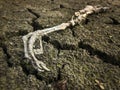 Dead heron in dried out Lake