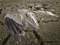 Dead heron in dried out Lake