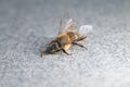 Dead honey bee, apis melifera,  on plan background, bee poisoning and extermination Royalty Free Stock Photo
