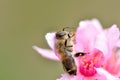 A dead honey bee, insect, honeybee, nature Royalty Free Stock Photo