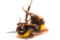 Dead Honey Bee on white background. closeup, details. Royalty Free Stock Photo