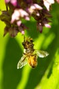 Dead honeybee trapped by a milkweed flower in New Hampshire