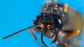 Dead hornet on blue background Royalty Free Stock Photo