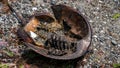 Dead horse shoe crab on beach eating by flees Royalty Free Stock Photo