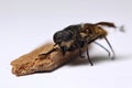 Dead horsefly (species Hybomitra auripila) next to a piece of wood Royalty Free Stock Photo