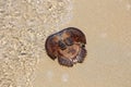 Dead Horseshoe Crab on sand beach Royalty Free Stock Photo