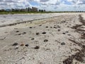 Dead horseshoe crabs on the beach Royalty Free Stock Photo