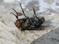 Dead House fly Royalty Free Stock Photo