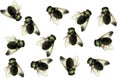 Dead house fly Royalty Free Stock Photo