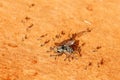 Dead house fly being carried by ants to their nest