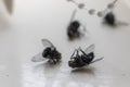 Dead house fly close-up. Insect killed by fly spray Royalty Free Stock Photo