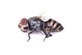 A dead house fly macro Royalty Free Stock Photo