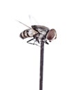 A dead house fly macro on a pinhead Royalty Free Stock Photo
