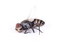 A dead house fly macro Royalty Free Stock Photo