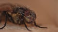 Dead Housefly close up