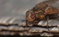 Dead Housefly close up