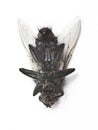 Dead housefly lying over white background Royalty Free Stock Photo