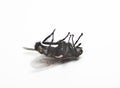 Dead housefly lying over white background