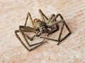 Dead Huntsman Spiders. Dead giant house spider. Royalty Free Stock Photo