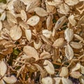 Dead Hydrangea Blossoms all Brown