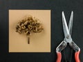 Dead Hydrangea Flower With Pruners on a Black Background