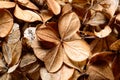 Dead hydrangea flowers Royalty Free Stock Photo