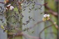 Dead hydrangea flowers in the winter Royalty Free Stock Photo