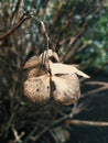 Dead Hydrangea in Winter Royalty Free Stock Photo