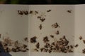 dead Indianmeal moths on the pheromone bait trap background pest control or anti-moth advertising