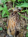 Dead indonesian quail Coturnix ypsilophora, also known as the brown quail, is a small ground-dwelling bird in the New World quai