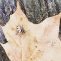 Dead insect on a dry leaf Royalty Free Stock Photo