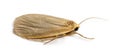 Dead insect, isolated Royalty Free Stock Photo