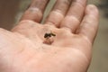 Dead insect wasp on a man`s hand. The sting of a wasp Royalty Free Stock Photo