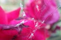 dead insects in a spiders web Royalty Free Stock Photo