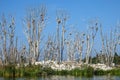 Dead island. Cormorant birds has destroyed an island