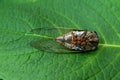 Dead Japanese cicada on green leaf - Graptopsaltria nigrofuscata, the large brown cicada, called aburazemi in Japanese Royalty Free Stock Photo