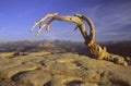 Dead Jeffrey Pine on Sentinel Dome in Yosemite Royalty Free Stock Photo