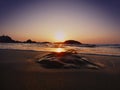 Dead jelly fish at the seashore