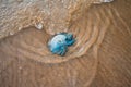 Dead jelly fish on the shore Royalty Free Stock Photo