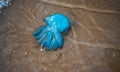 Dead jelly fish on the shore Royalty Free Stock Photo
