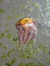 Dead jelly fish Royalty Free Stock Photo