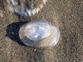 dead jelly-like jellyfish washed ashore in the Black Sea, Bulgaria Royalty Free Stock Photo