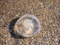 dead jelly-like jellyfish washed ashore in the Black Sea, Bulgaria Royalty Free Stock Photo