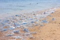 Dead jellyfish on the beach